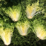 OP Endive - Carleta