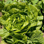 OP Green Butterhead Lettuce - Carmanda