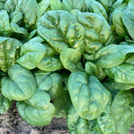 Hybrid Spinach - Carmel