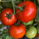 Hybrid Round Red Tomato - Carole