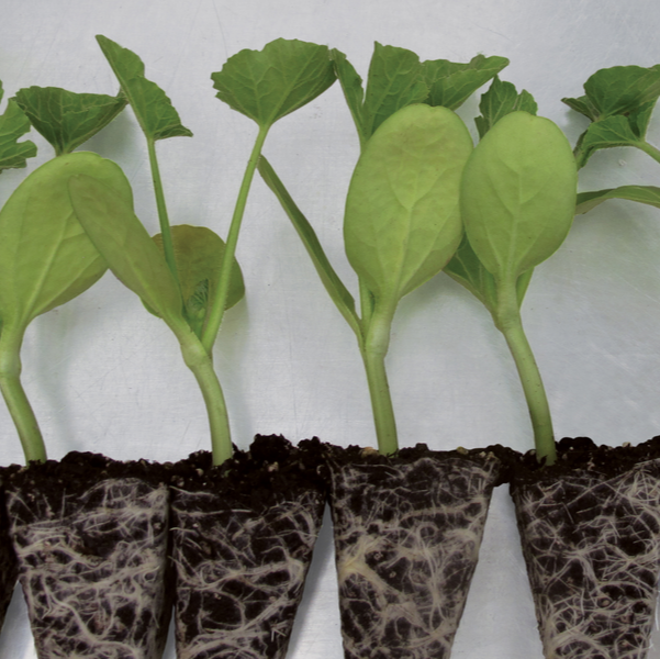 Hybrid Rootstock - Carolina Strongback