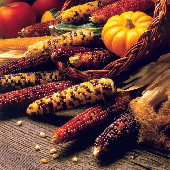 OP Ornamental Corn - Carousel