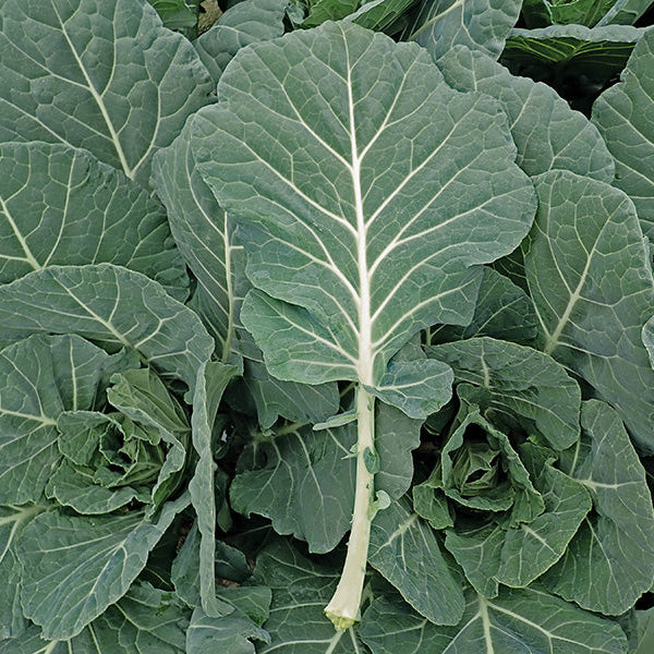 Close-up of green leafy collard with detailed texture