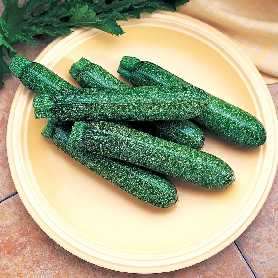 Hybrid Green Zucchini Squash - Cashflow