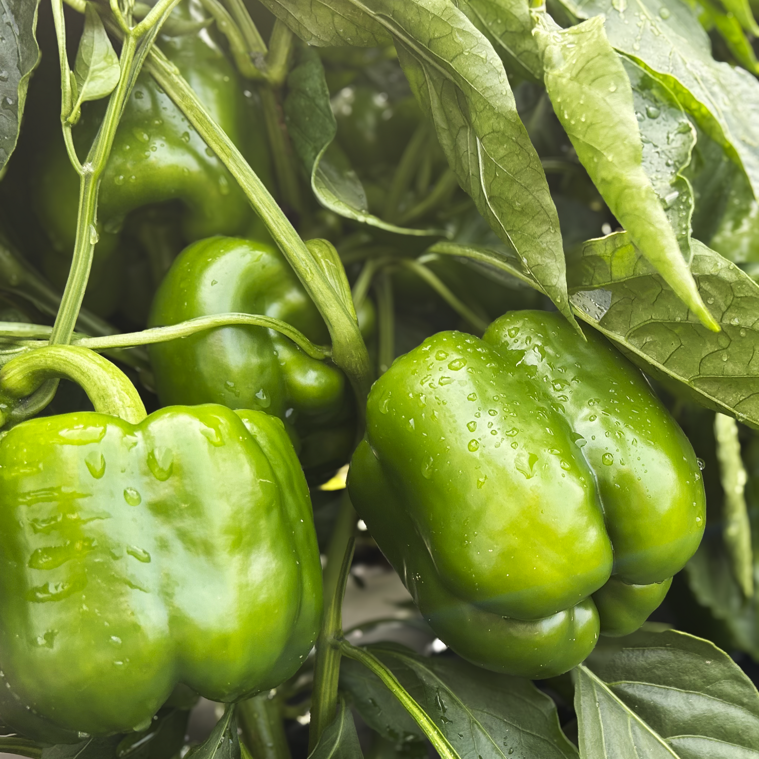 Hybrid Red Bell Pepper - Cashout S10