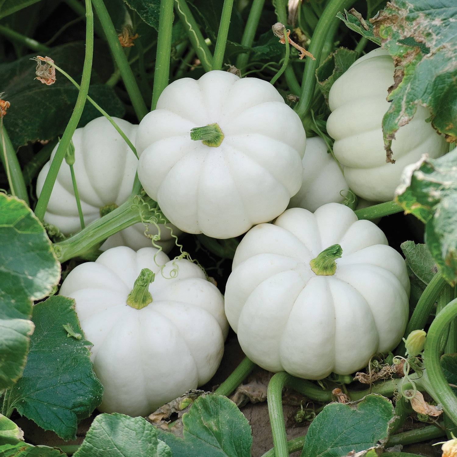 Hybrid White Pumpkin - Casperita