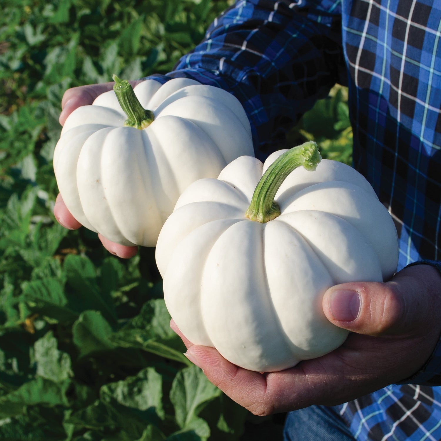 Hybrid White Pumpkin - Casperita