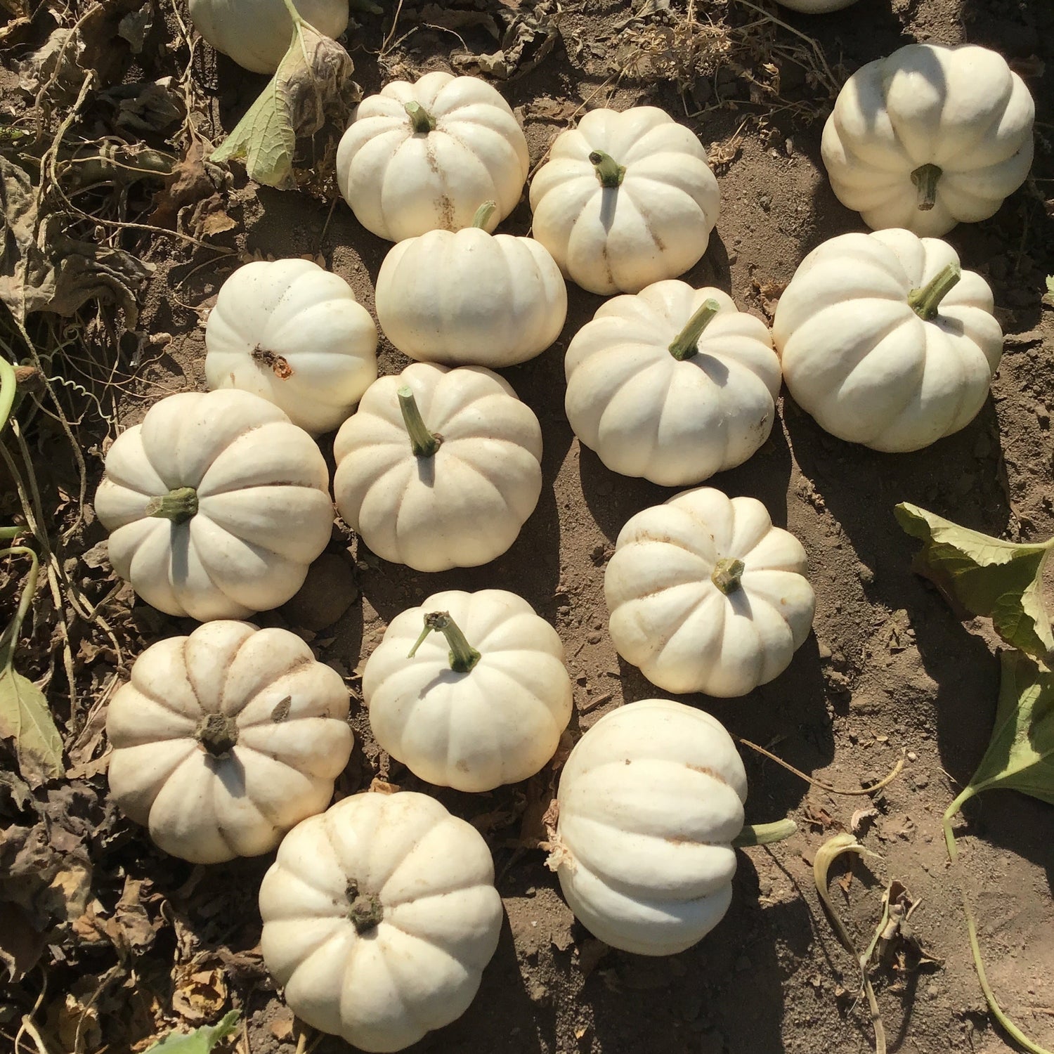 Hybrid White Pumpkin - Casperita