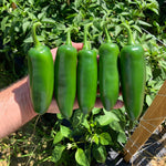 Hybrid Jalapeno Pepper - Catarino