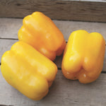Hybrid Greenhouse Yellow Bell Pepper - Celaya
