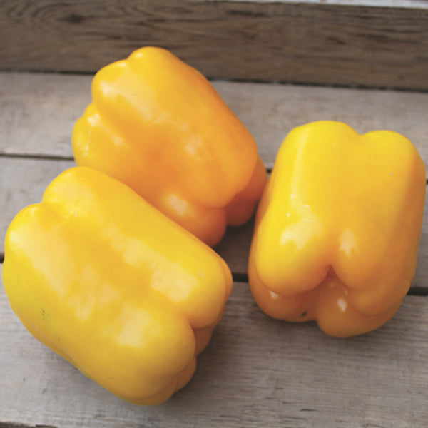 Hybrid Greenhouse Yellow Bell Pepper - Celaya