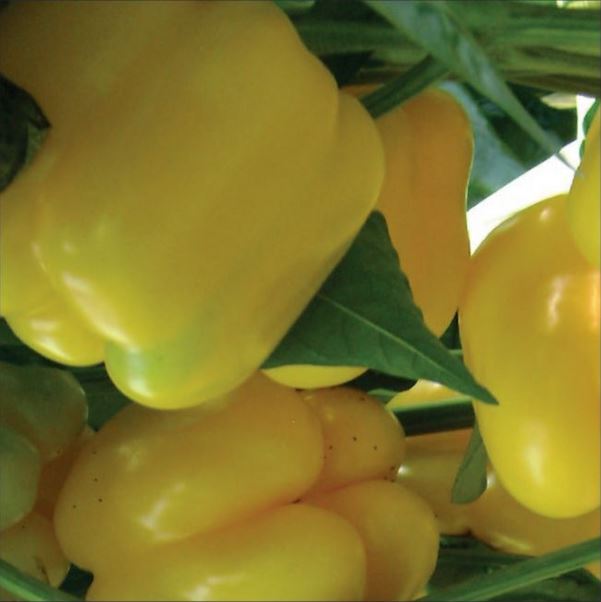 Hybrid Greenhouse Yellow Bell Pepper - Celaya