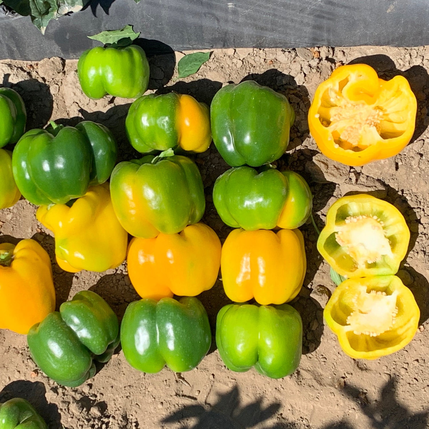 Hybrid Greenhouse Yellow Bell Pepper - Celaya