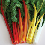 OP Multicolored Swiss Chard - Celebration