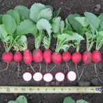 Hybrid Radish - Celesta