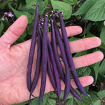OP Purple Bush Bean - Celine