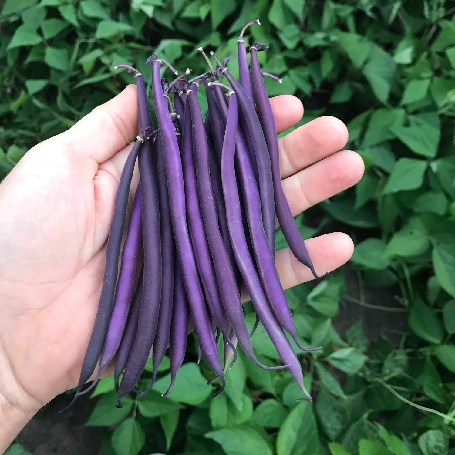 OP Purple Bush Bean - Celine