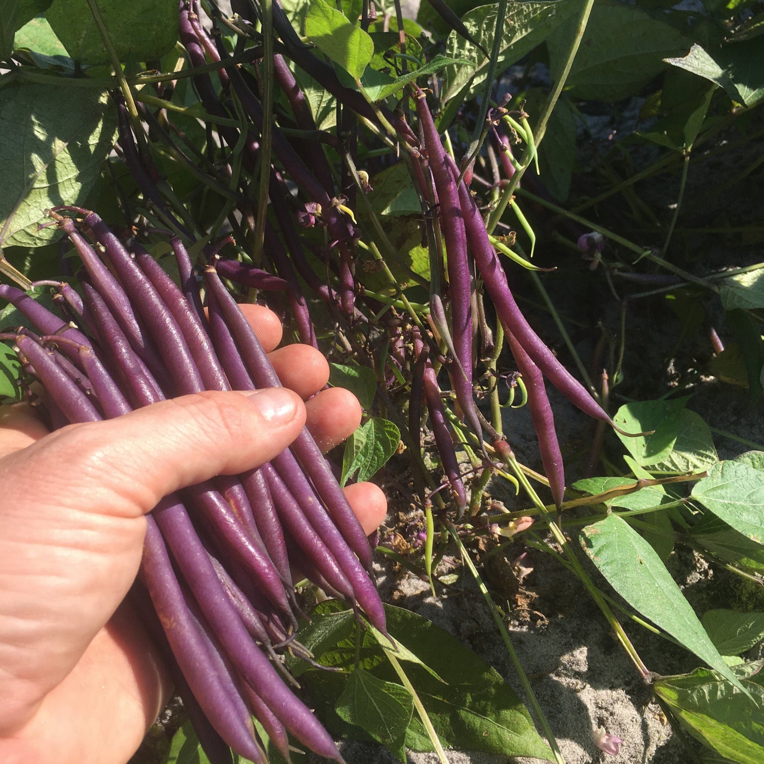 OP Purple Bush Bean - Celine