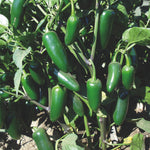 Hybrid Jalapeno Pepper - Centella