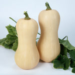 Hybrid Butternut Squash - Ceres