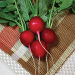 OP Radish - Champion