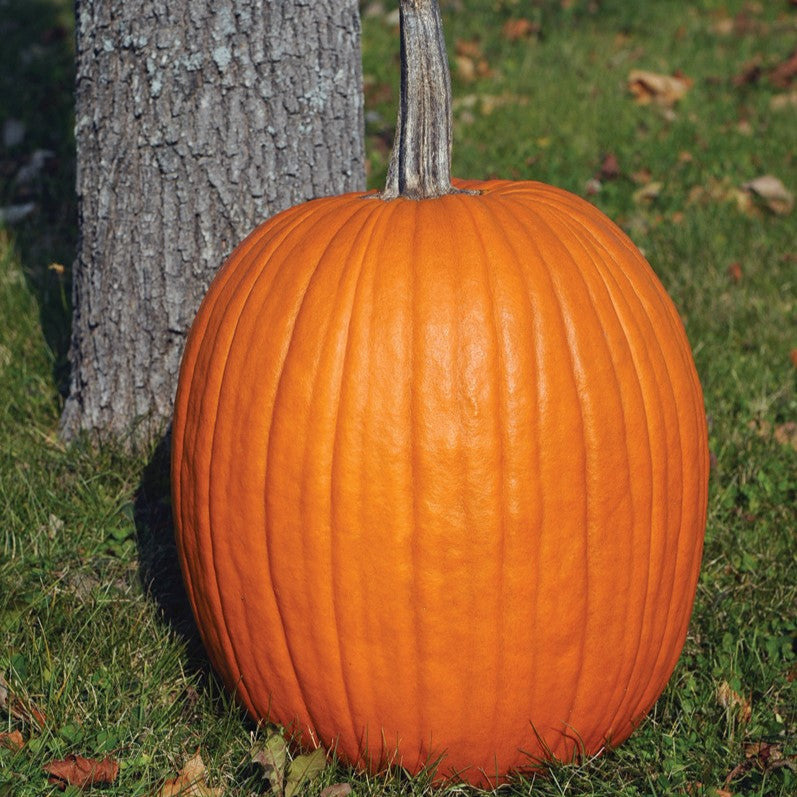 Hybrid Carving Pumpkin - Champion
