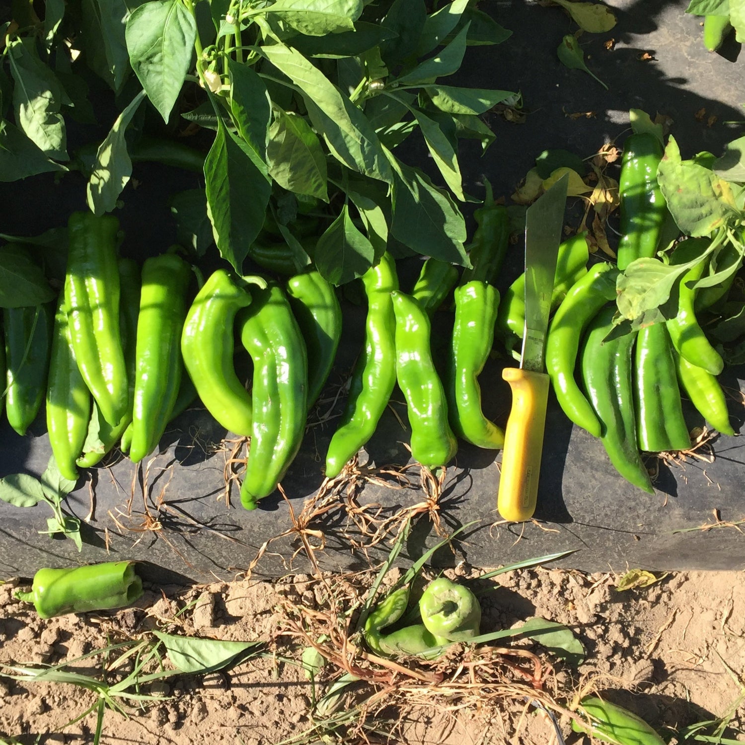 Hybrid Anaheim Pepper - Charger