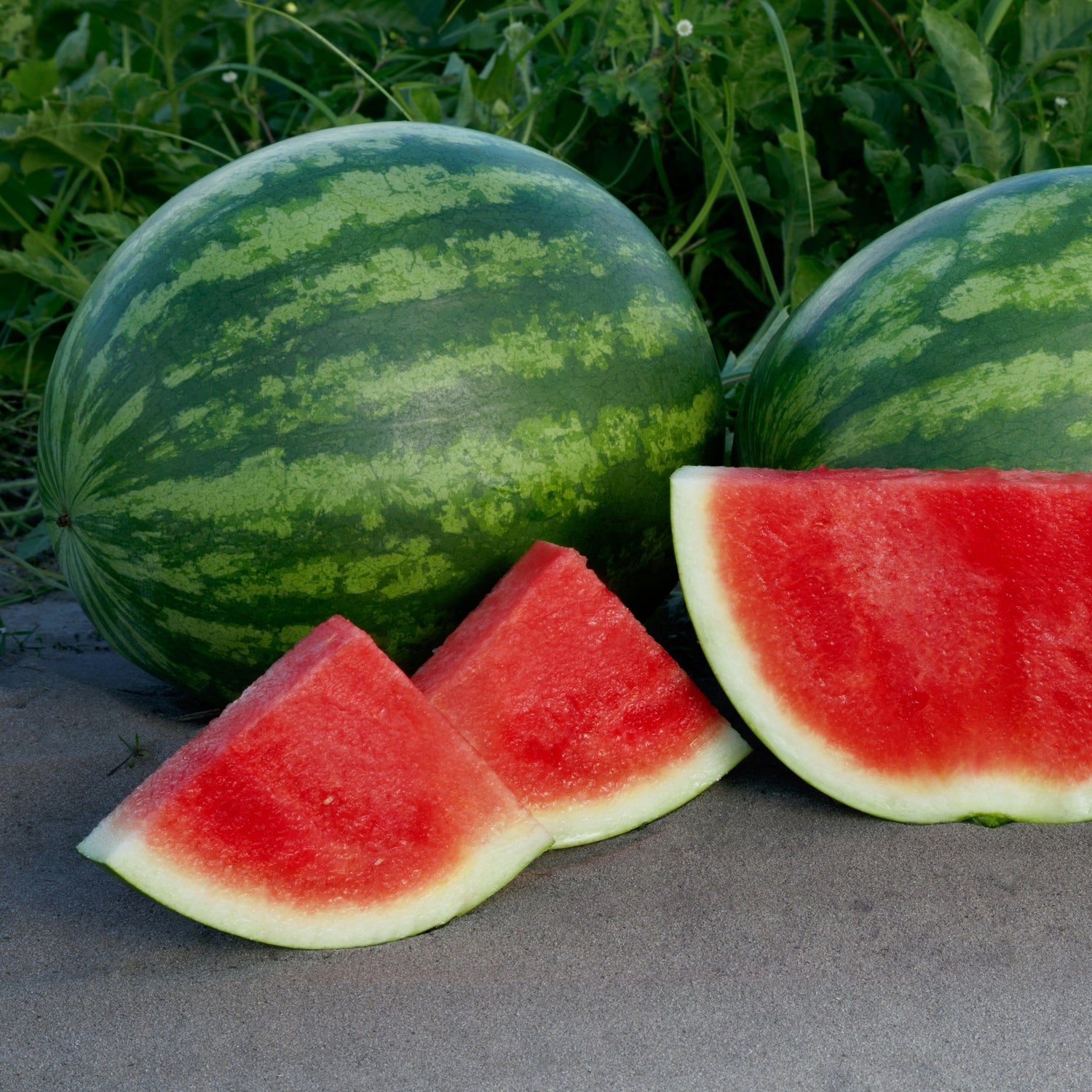 Hybrid Triploid (Seedless) Crimson Sweet Rind Watermelon - Charismatic