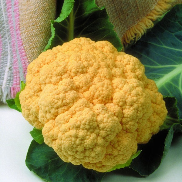 Hybrid Orange Cauliflower - Cheddar