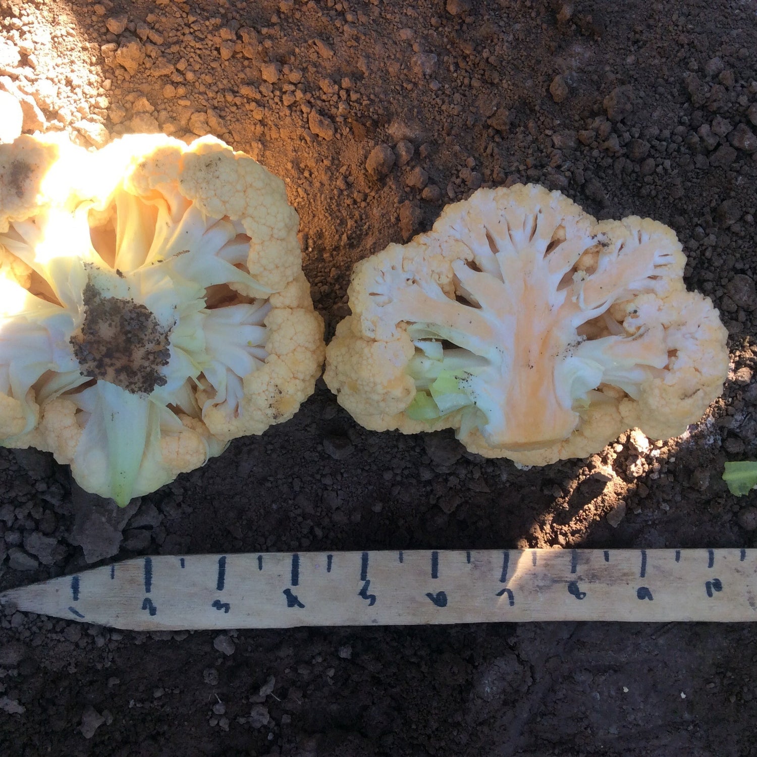 Hybrid Orange Cauliflower - Cheddar