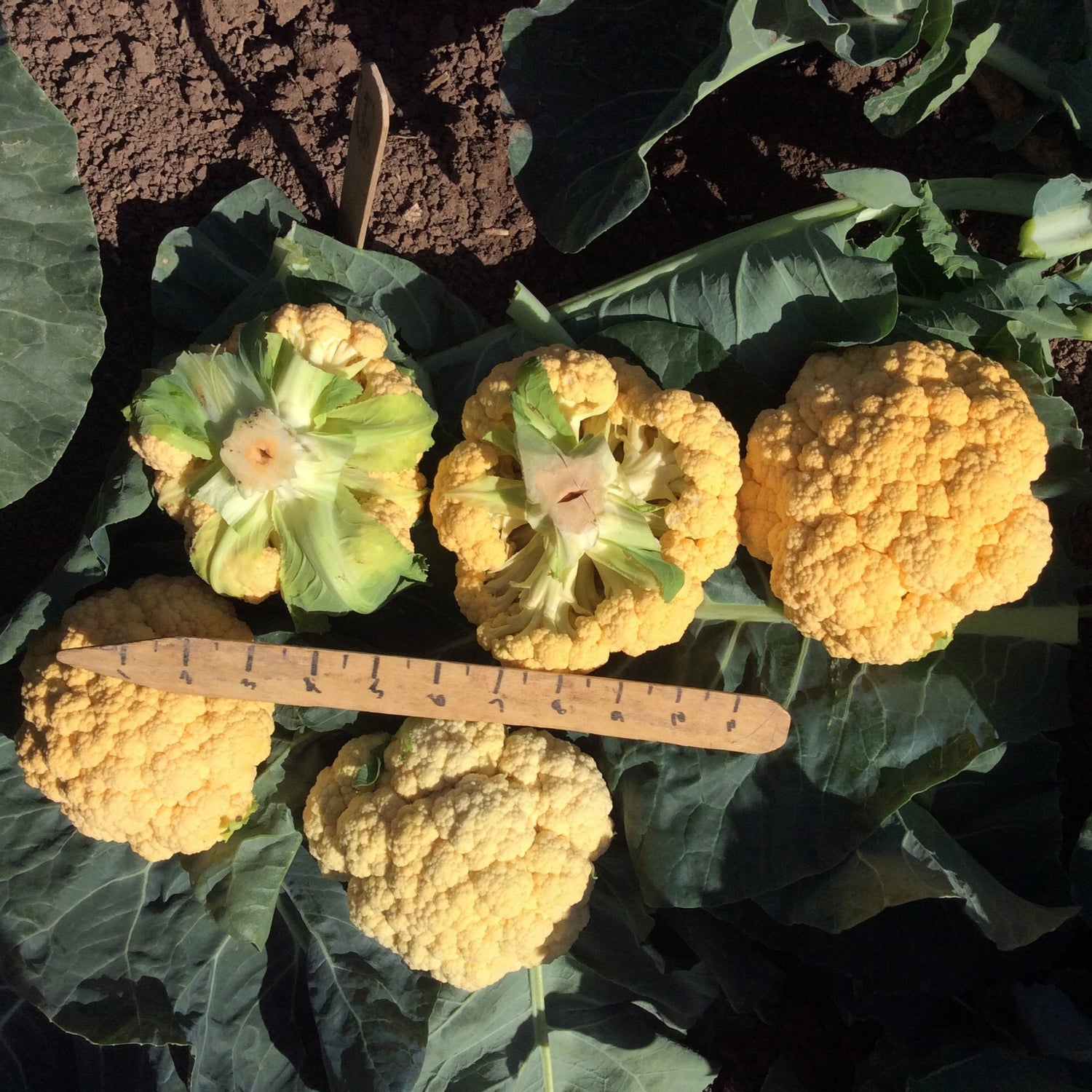 Hybrid Orange Cauliflower - Cheddar