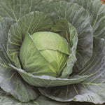 Hybrid Green Cabbage - Cheers