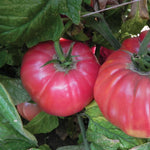 Hybrid Heirloom Type Tomato - Chef's Choice Pink