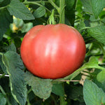 OP Heirloom Tomato - Cherokee Purple