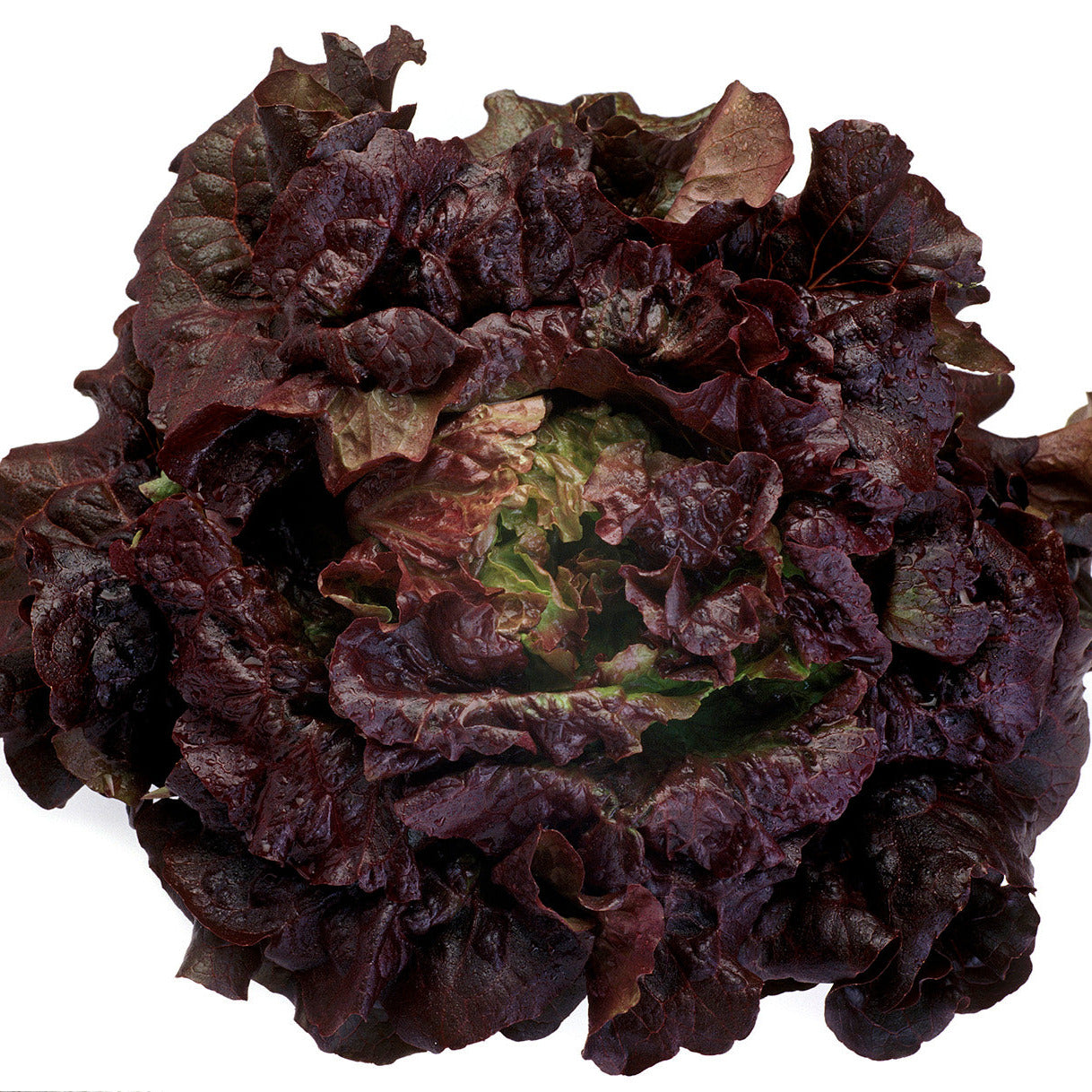 OP Red Leaf Lettuce - Cherokee RZ