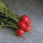 Hybrid Radish - Cherriette