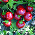 Hybrid Hot Cherry Pepper - Cherry Hot 102