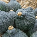 OP Hubbard Squash - Chicago Warted