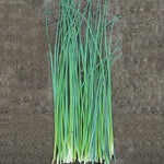 OP Chives - Nelly