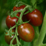 Hybrid Heirloom Type Tomato - Chocolate Sprinkles