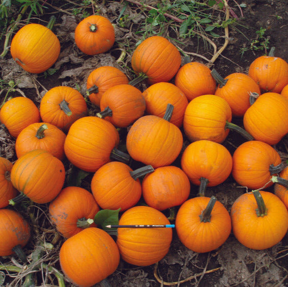 Hybrid Small/Pie Pumpkin - Chucky