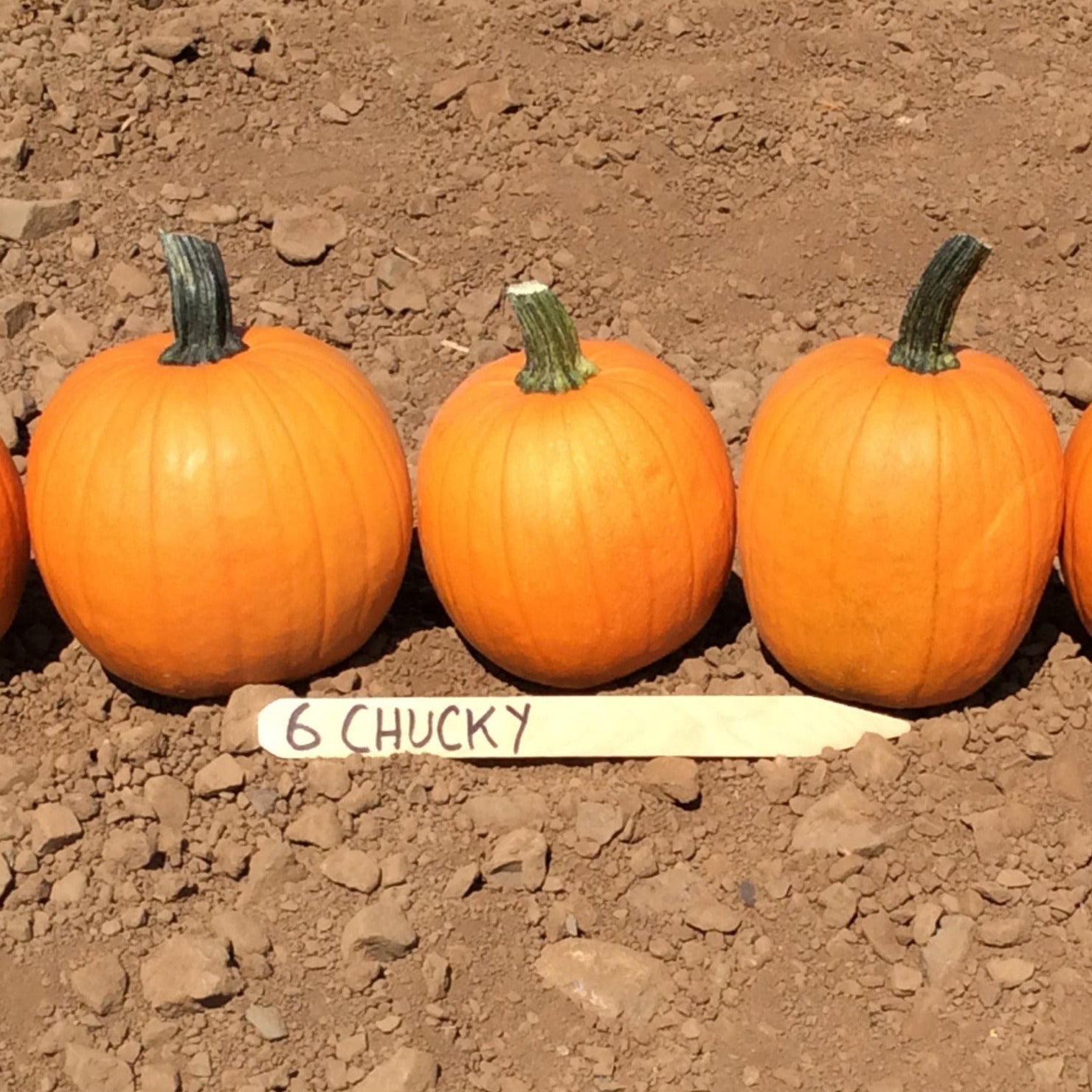 Hybrid Small/Pie Pumpkin - Chucky