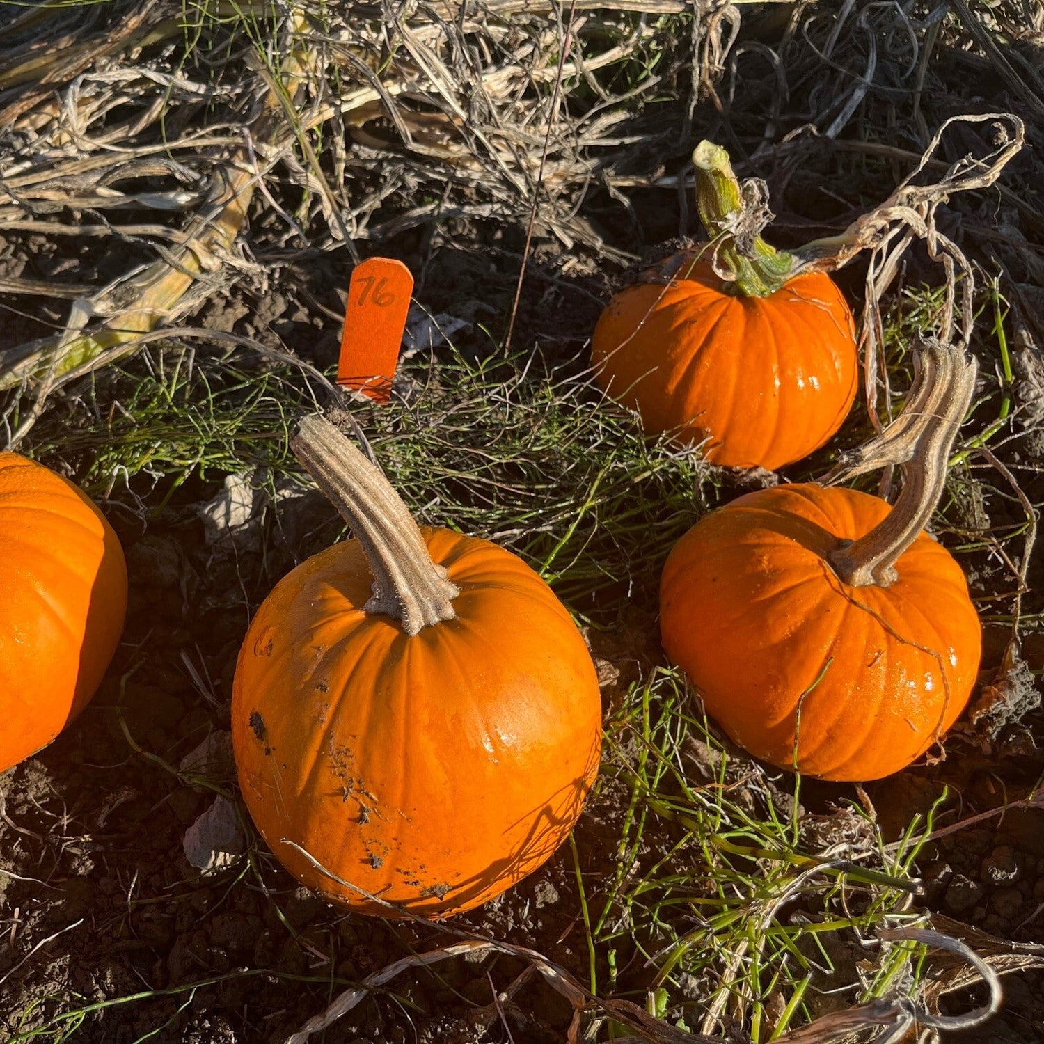 Hybrid Small/Pie Pumpkin - Chucky