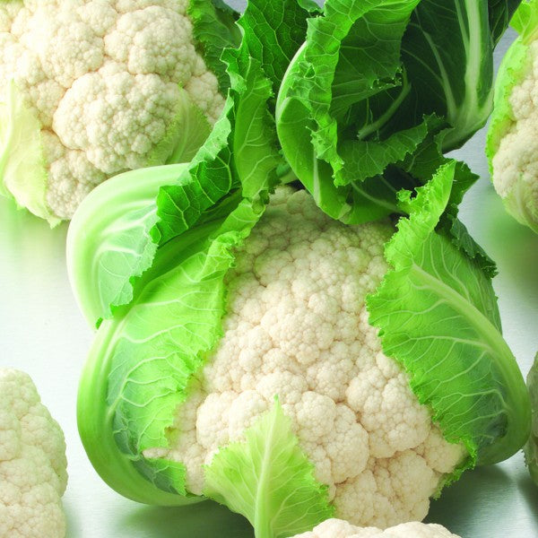 Hybrid White Cauliflower - Cielo Blanco