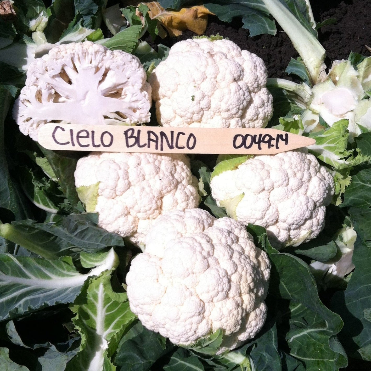 Hybrid White Cauliflower - Cielo Blanco