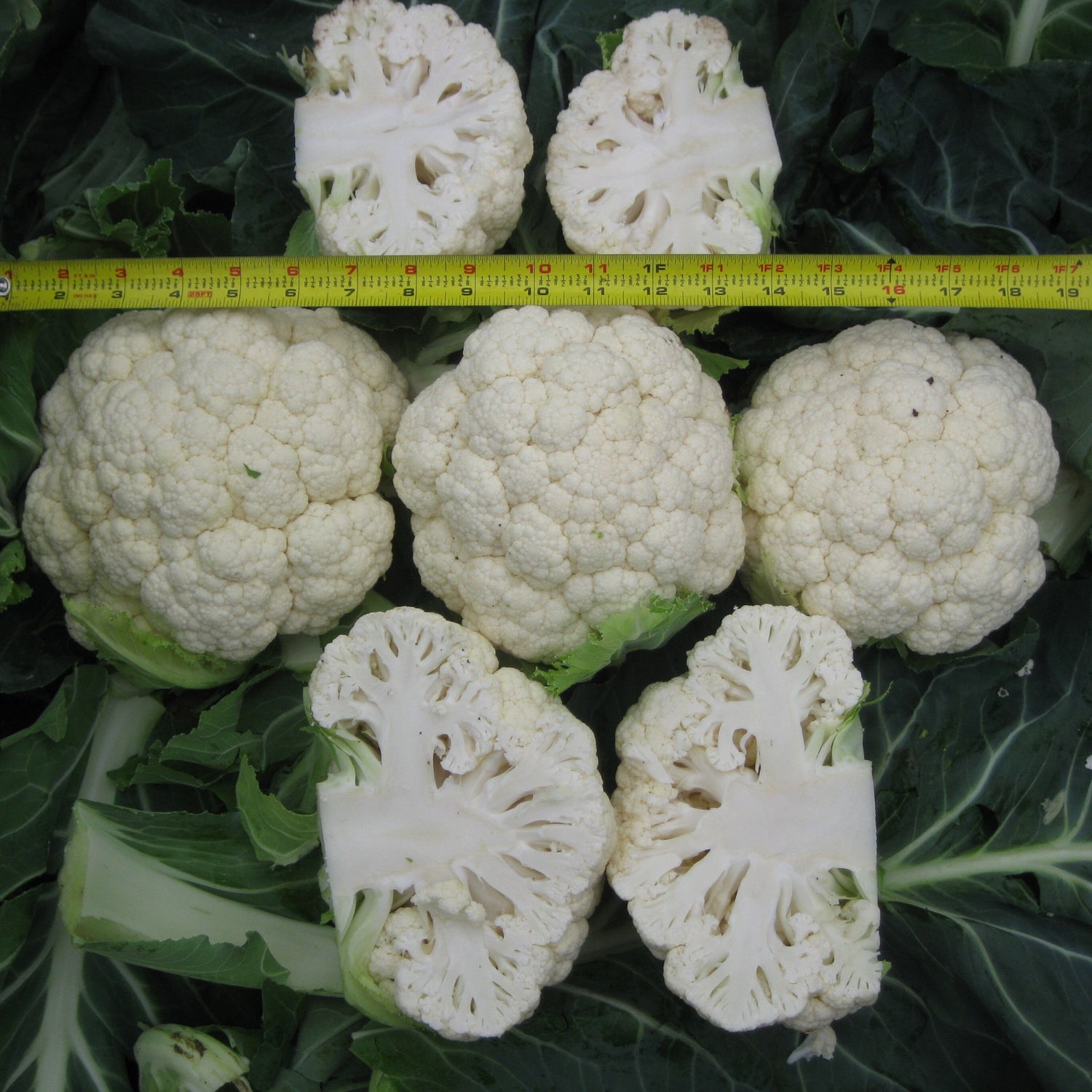 Hybrid White Cauliflower - Cielo Blanco