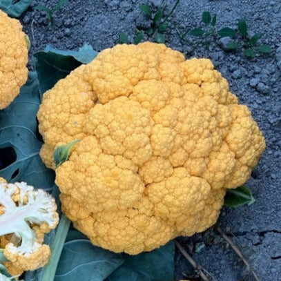 Hybrid Orange Cauliflower - Clementine