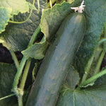 Hybrid Slicing Cucumber - Cobra