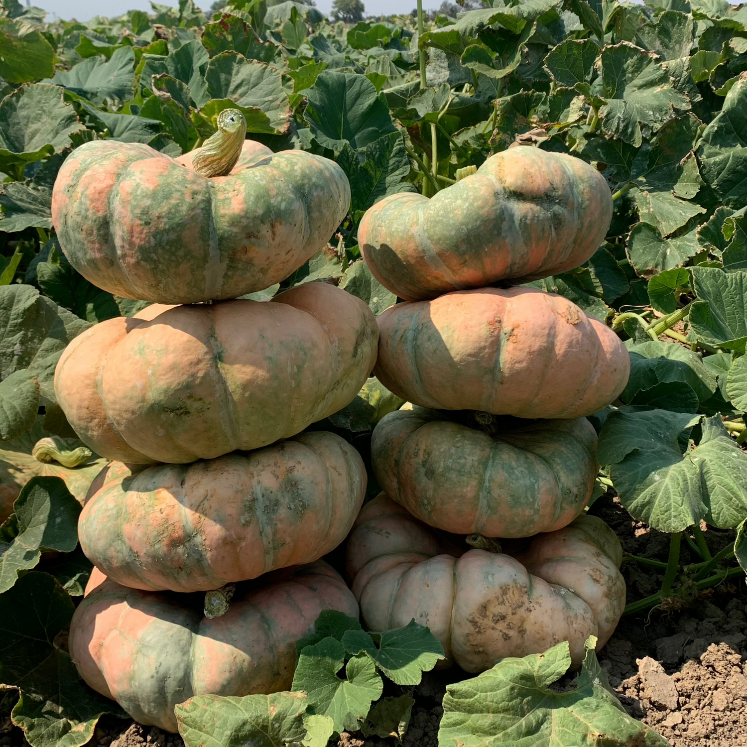 OP Specialty Pumpkin - Colorado Sun