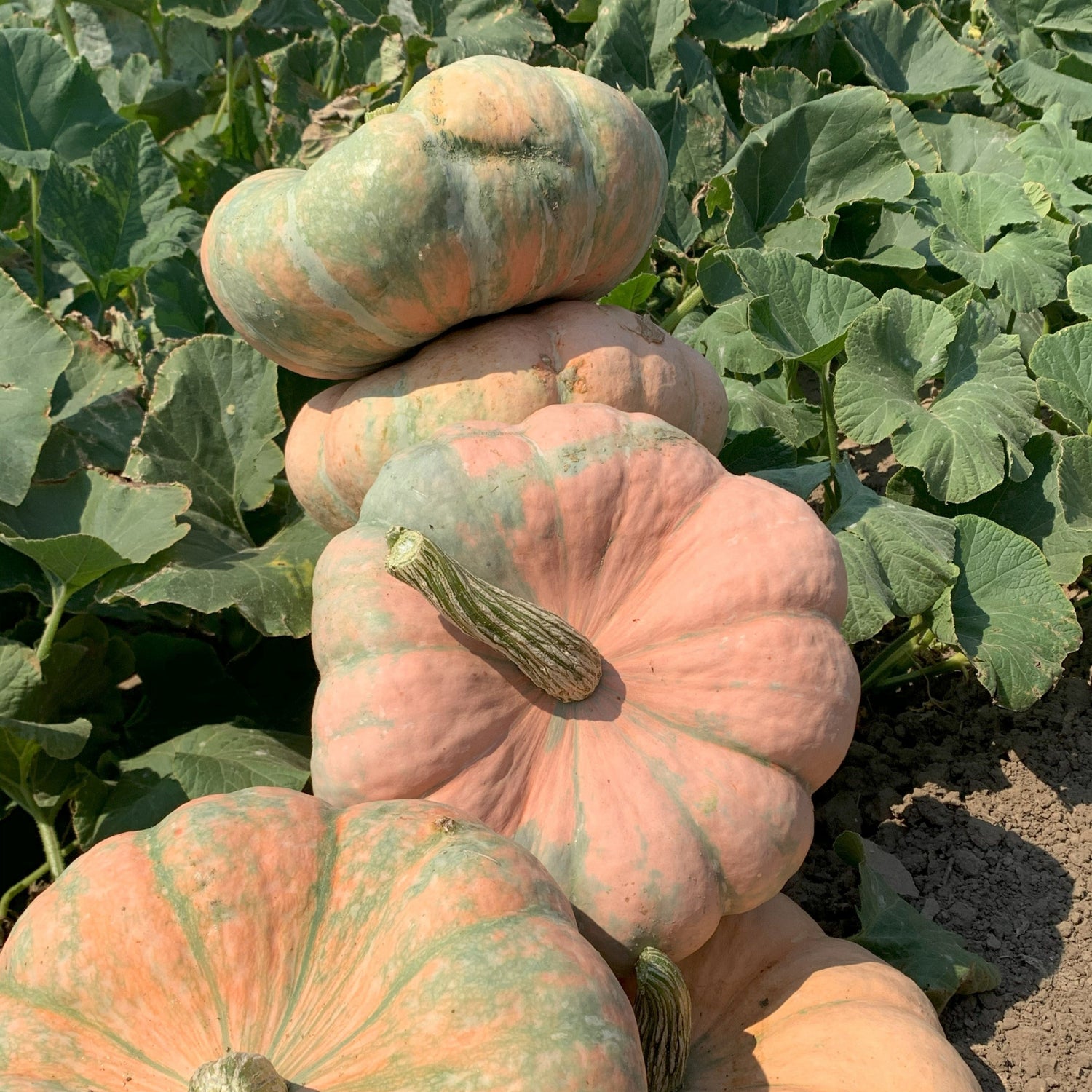 OP Specialty Pumpkin - Colorado Sun